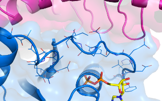 Keeping an oncogene down