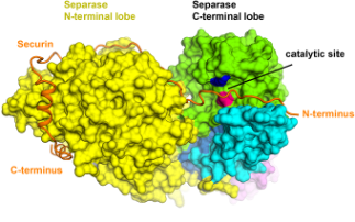 Solving the separase–securin complex