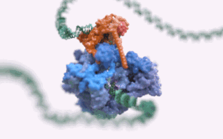 A dance of enzymes 