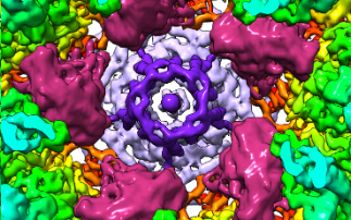 State-of-the-art imaging and image processing offer new insights into Herpes simplex virus 