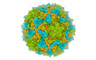 Eradicate Polio? 