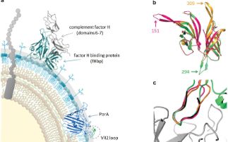 Using structure-based design to engineer chimeric protein vaccines