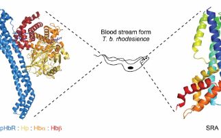 Understanding human sleeping sickness