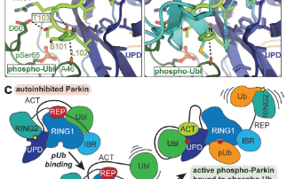 Parkinson’s: Completing the Parkin activation puzzle