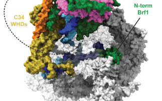 Unveiling RNA polymerase III transcription initiation with cryo-EM