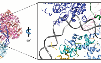 Insight into work of molecular machines supporting genome stability