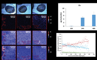 Tumour penetration by novel precious-metal anticancer drug candidate 