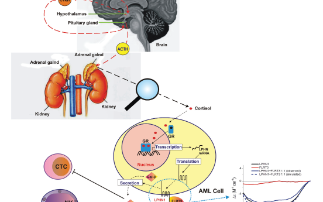 Cancer cells hijack human body systems in order to spread 