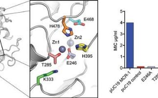 Insights into the mechanism of colistin resistance from crystal structures of MCR-1 