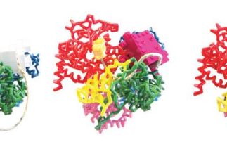 How does an inspector call: structures of UGGT, the eukaryotic glycoprotein quality control checkpoint.