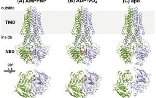 Structural insights into the mechanism of bacterial ABC transporters