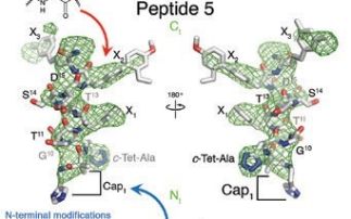 Sweet Success: Crystal structure of the full-length GLP-1 receptor bound to a peptide agonist