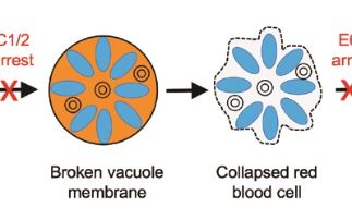 How malaria parasites break out of red blood cells during the infection cycle
