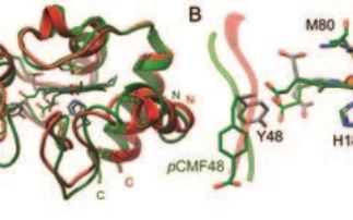 Phosphorylation Enhances Cytochrome c Dynamics to Modulate its Function 