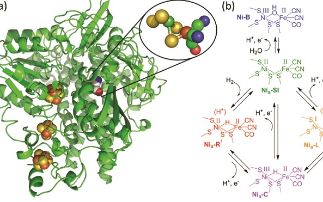 Shocking protein crystals into action: combining electrochemistry and infrared microscopy provides insight into [NiFe] hydrogenase mechanism