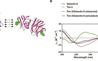 Unravelling the mechanisms of immune escape by acute myeloid leukaemia