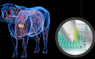 Exploring the Therapeutic Potential of Bovine Antibodies