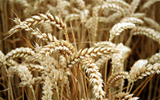 The impact of Selenium and a biostimulant on wheat grain development
