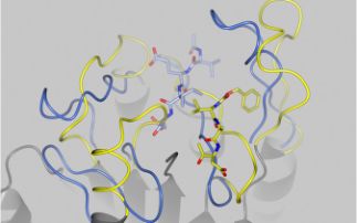 Structural studies of Huntington's Disease