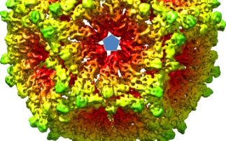 Researchers glimpse how virus particles assemble inside the cell - Giving us clues as to how to prevent the spread of viral infections