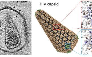 Using toxins to study HIV