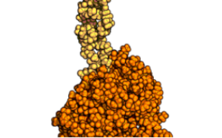 Molecular IgG3 structure paves the way for new applications of antibodies 