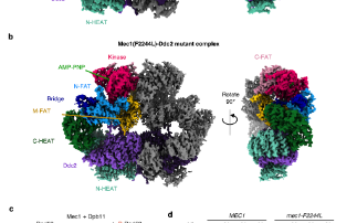 Molecular view of a key protein could help make cancer cells more vulnerable to treatments 