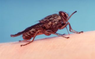 A decade of Sleeping Sickness research at Diamond 