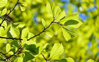 Plants form molecular reaction vessels during photosynthesis 