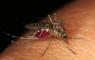 Antibodies can work together to combat malaria