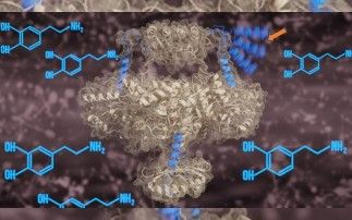 Diamond’s eBIC provides novel insights into Parkinson’s disease