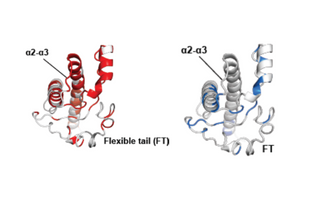 A biochemical switch in infectious proteins may lead to neurodegeneration