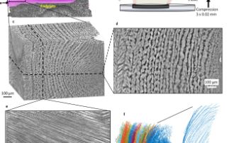 Linking structure to function in intervertebral disc (IVD) tissue