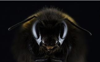 Investigating how bee eyes adapt to their visual environment