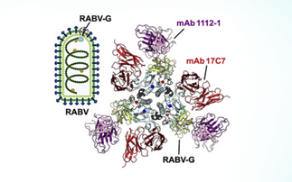 Access denied: Stopping rabies virus from entering cells