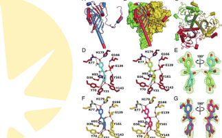 New studies towards lignin valorisation