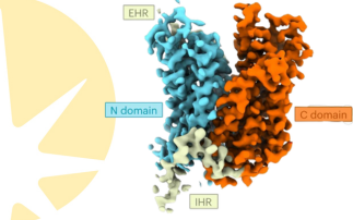 Deciphering the sugar transport in plants