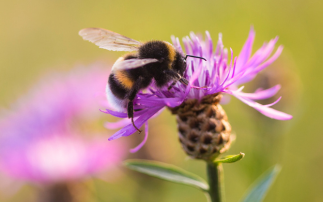 Differences in bumblebee vision help different species share resources