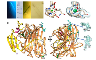 A Carnivorous Plant Offers Hope of a Therapy for Coeliac Disease