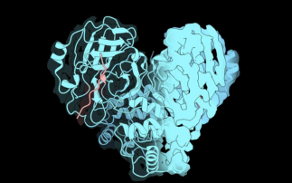 Targeting a key COVID protein with antivirals