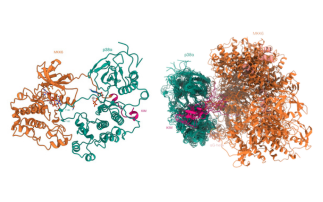 Intercepting the Inflammation Signal