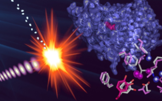 Taking candid shots of radical proteins