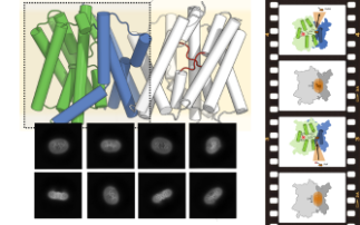 Understanding the Power of Movement in Plants 