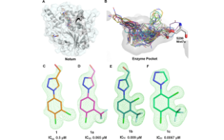 Fragment screening offers new leads in the search for Alzheimer's treatments 