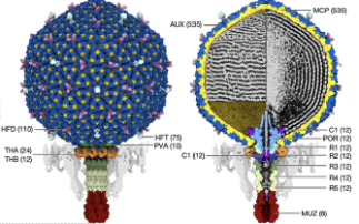 A first peek at a “crass” virus