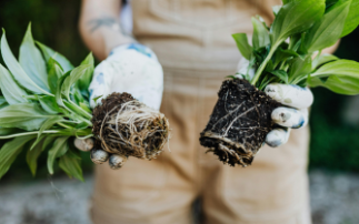 The hidden superpower of roots