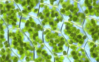 Jigsaw puzzle: Deciphering the chloroplast transcription machinery 