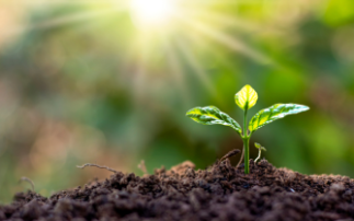 Visualising soil aggregates: shedding light on soil structure