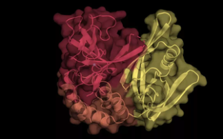 Targeted Destruction of Disease-Related Proteins 