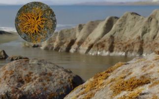 Ancient lichens paved the way for life on Earth